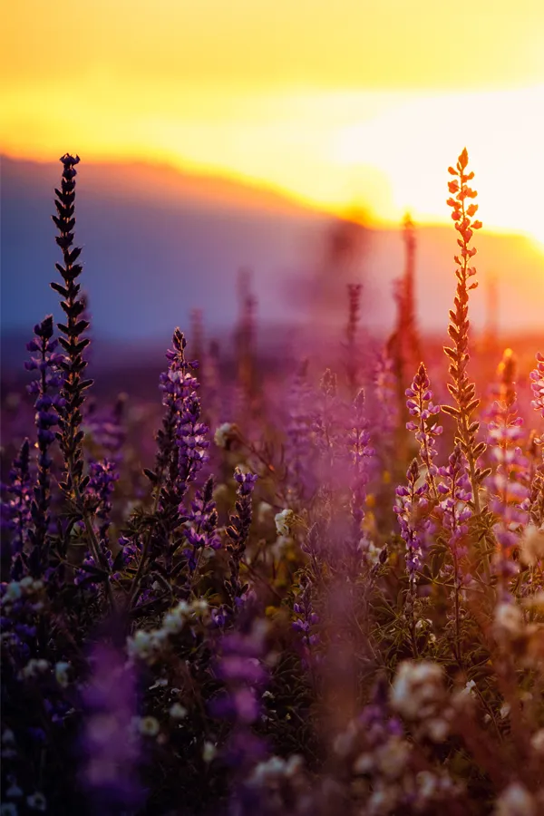 checklist-image Field of purple flowers in the sunset.